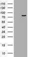 Pogo Transposable Element Derived With KRAB Domain antibody, LS-C174448, Lifespan Biosciences, Western Blot image 
