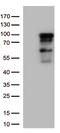 Zinc Finger Protein 226 antibody, CF812736, Origene, Western Blot image 