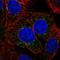 IlvB Acetolactate Synthase Like antibody, HPA067682, Atlas Antibodies, Immunofluorescence image 