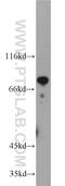 HBS1-like protein antibody, 10359-1-AP, Proteintech Group, Western Blot image 