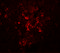 Protein transport protein Sec16B antibody, 5623, ProSci Inc, Immunofluorescence image 