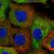 Neutral cholesterol ester hydrolase 1 antibody, HPA026888, Atlas Antibodies, Immunofluorescence image 