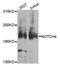 Notch Receptor 4 antibody, orb374036, Biorbyt, Western Blot image 
