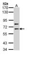 SHC-transforming protein 4 antibody, LS-C186202, Lifespan Biosciences, Western Blot image 