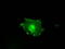 Fc-gamma-RIIa antibody, TA500654, Origene, Immunofluorescence image 