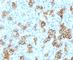 TNF Receptor Superfamily Member 8 antibody, V2992IHC-7ML, NSJ Bioreagents, Immunohistochemistry frozen image 