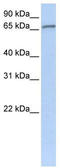 Zinc Finger Protein 41 antibody, TA342506, Origene, Western Blot image 
