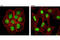 Cyclin Dependent Kinase 11B antibody, 5524S, Cell Signaling Technology, Immunocytochemistry image 