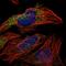Exocyst complex component 8 antibody, HPA027438, Atlas Antibodies, Immunofluorescence image 