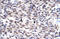 Growth Factor Independent 1B Transcriptional Repressor antibody, 27-287, ProSci, Western Blot image 