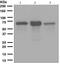5'-Nucleotidase Ecto antibody, ab133582, Abcam, Western Blot image 