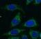 Golgin B1 antibody, FNab03453, FineTest, Immunofluorescence image 
