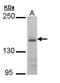 Glutamate Ionotropic Receptor NMDA Type Subunit 2B antibody, GTX109713, GeneTex, Western Blot image 