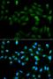 Cytochrome P450(scc) antibody, orb48342, Biorbyt, Immunofluorescence image 