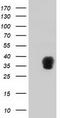 ZFP36 Ring Finger Protein antibody, TA502376S, Origene, Western Blot image 