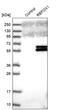 RNA Binding Fox-1 Homolog 1 antibody, PA5-59307, Invitrogen Antibodies, Western Blot image 
