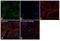 Erk1 antibody, 13-8600, Invitrogen Antibodies, Immunofluorescence image 