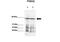 Presenilin 2 antibody, 29-978, ProSci, Immunohistochemistry frozen image 