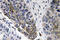 Human IgA antibody, LS-C177586, Lifespan Biosciences, Immunohistochemistry frozen image 