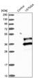V-Set And Transmembrane Domain Containing 2A antibody, NBP1-81113, Novus Biologicals, Western Blot image 