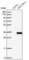 Hydroxysteroid 17-Beta Dehydrogenase 14 antibody, NBP1-85220, Novus Biologicals, Western Blot image 