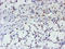 Myeloid Leukemia Factor 1 antibody, LS-C173943, Lifespan Biosciences, Immunohistochemistry paraffin image 
