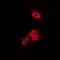 Vav Guanine Nucleotide Exchange Factor 2 antibody, orb214723, Biorbyt, Immunocytochemistry image 