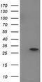Eukaryotic Translation Initiation Factor 4E Family Member 2 antibody, CF502402, Origene, Western Blot image 