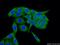 Prolyl 4-hydroxylase subunit alpha-1 antibody, 66101-1-Ig, Proteintech Group, Immunofluorescence image 