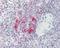 LITAF antibody, GTX109173, GeneTex, Immunohistochemistry paraffin image 