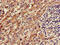 FALDH antibody, CSB-PA001357LA01HU, Cusabio, Immunohistochemistry frozen image 