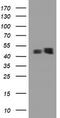 Plasminogen activator inhibitor 1 RNA-binding protein antibody, TA800695, Origene, Western Blot image 