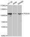 cAMP-specific 3 ,5 -cyclic phosphodiesterase 4D antibody, abx001394, Abbexa, Western Blot image 