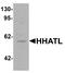 Hedgehog Acyltransferase Like antibody, A14660, Boster Biological Technology, Western Blot image 