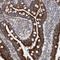 Zinc Finger Protein 566 antibody, HPA023456, Atlas Antibodies, Immunohistochemistry frozen image 