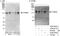 Catenin Delta 1 antibody, A300-976A, Bethyl Labs, Immunoprecipitation image 