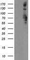 Sentrin-specific protease 2 antibody, TA504871, Origene, Western Blot image 