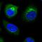 Tumor Protein P53 Inducible Protein 11 antibody, HPA061276, Atlas Antibodies, Immunocytochemistry image 