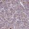 Myogenesis Regulating Glycosidase (Putative) antibody, HPA060533, Atlas Antibodies, Immunohistochemistry frozen image 