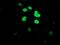 DNA Cross-Link Repair 1B antibody, NBP2-03563, Novus Biologicals, Immunocytochemistry image 