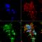 Receptor Accessory Protein 1 antibody, LS-C775929, Lifespan Biosciences, Immunocytochemistry image 