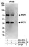Monocarboxylate transporter 1 antibody, A304-358A, Bethyl Labs, Immunoprecipitation image 
