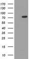HID1 Domain Containing antibody, LS-C115360, Lifespan Biosciences, Western Blot image 