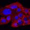 Roundabout Guidance Receptor 1 antibody, AF7118, R&D Systems, Immunocytochemistry image 