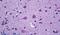 Prokineticin receptor 2 antibody, PA5-19208, Invitrogen Antibodies, Immunohistochemistry frozen image 