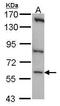 CDC Like Kinase 1 antibody, PA5-28653, Invitrogen Antibodies, Western Blot image 