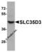 Solute Carrier Family 35 Member D3 antibody, 6547, ProSci Inc, Western Blot image 