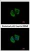 Rho Guanine Nucleotide Exchange Factor 3 antibody, NBP2-15456, Novus Biologicals, Immunofluorescence image 