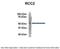Protein RCC2 antibody, 27-106, ProSci, Immunoprecipitation image 