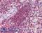 Cerebral Dopamine Neurotrophic Factor antibody, LS-B2731, Lifespan Biosciences, Immunohistochemistry paraffin image 